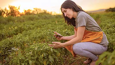 Protection du chef d’exploitation agricole : l’importance du statut juridique de votre entreprise agricole
